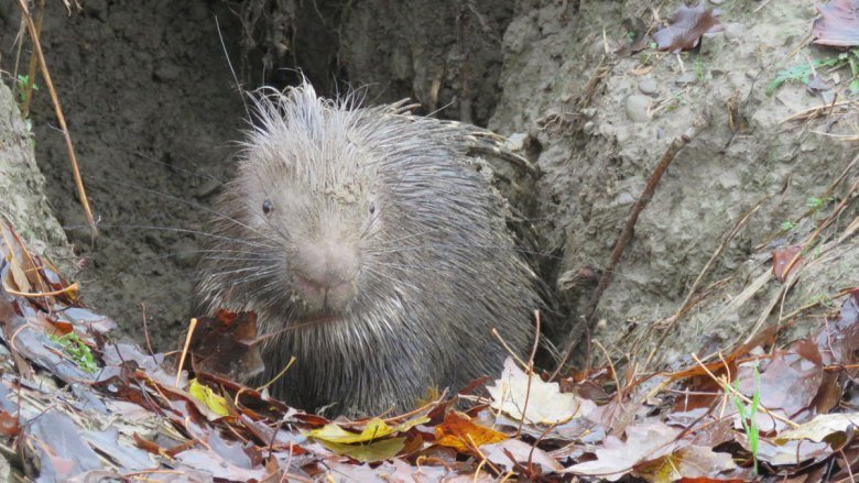 A New App Tracks Burrowing Animals That Weaken Levees