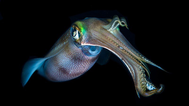 A squid inspired medical device could reduce the need for needles