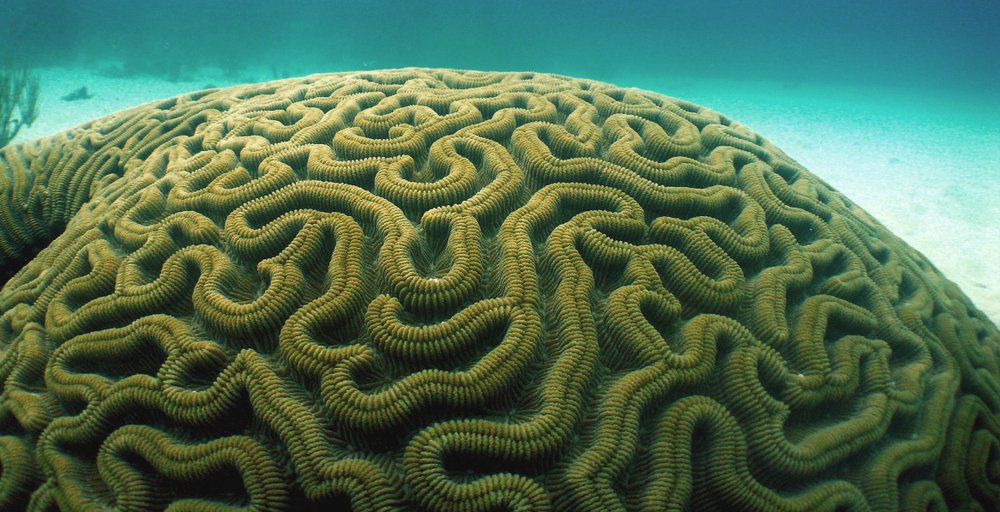 Brain Coral Looks Like a Brain and Can Live up