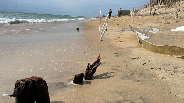 Buried Tree Stumps Show Shoreline Shifts of the Outer Banks