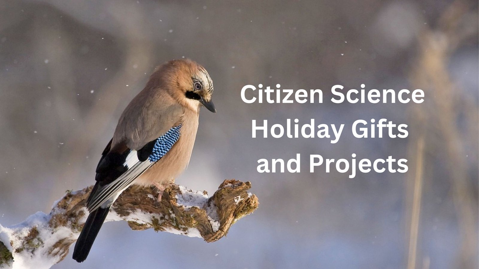 Citizen Science Holiday Gifts and Projects