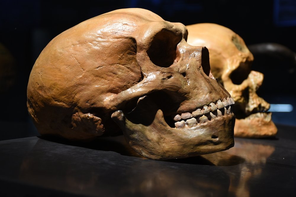 DNA Analysis Reveals 7,000 Years of Human-Neanderthal Relations