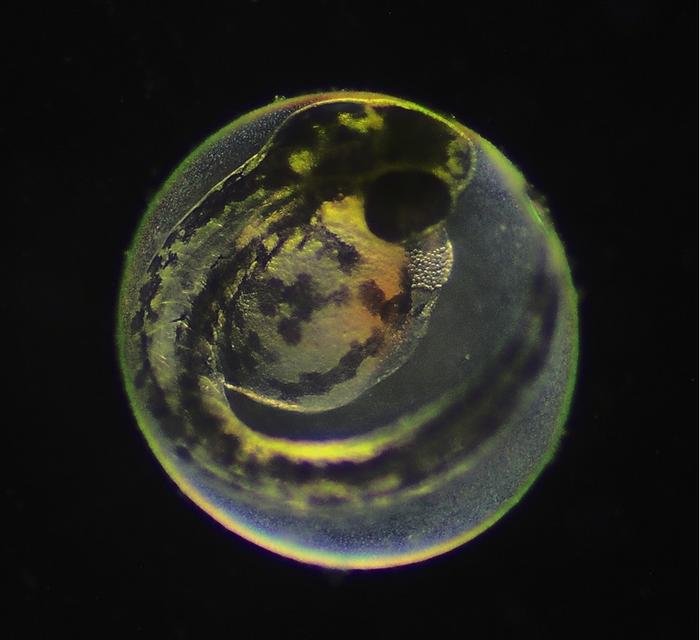 Fish Embryos Chemically Communicate When They Are Ready To Be