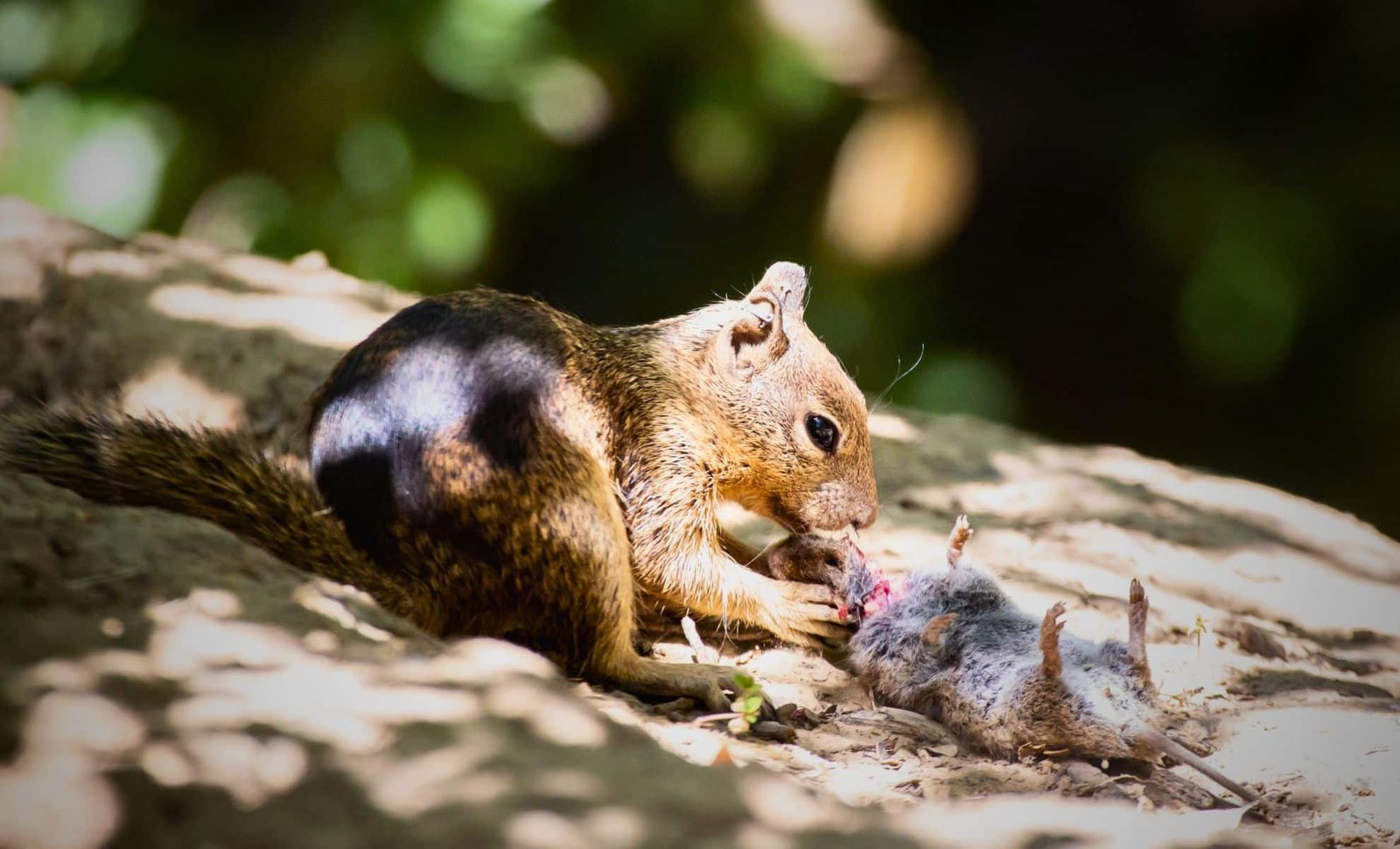 Forget Nuts—These Carnivorous Squirrels Are Hunting and Eating Other Animals