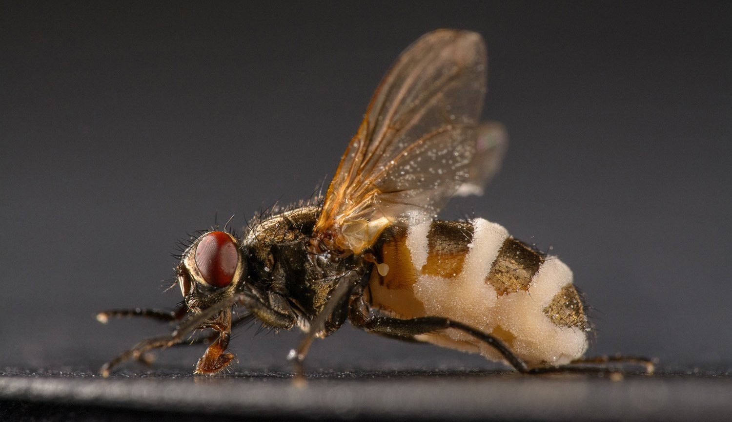 How a parasitic fungus Entomophthora muscae turns insects into zombies