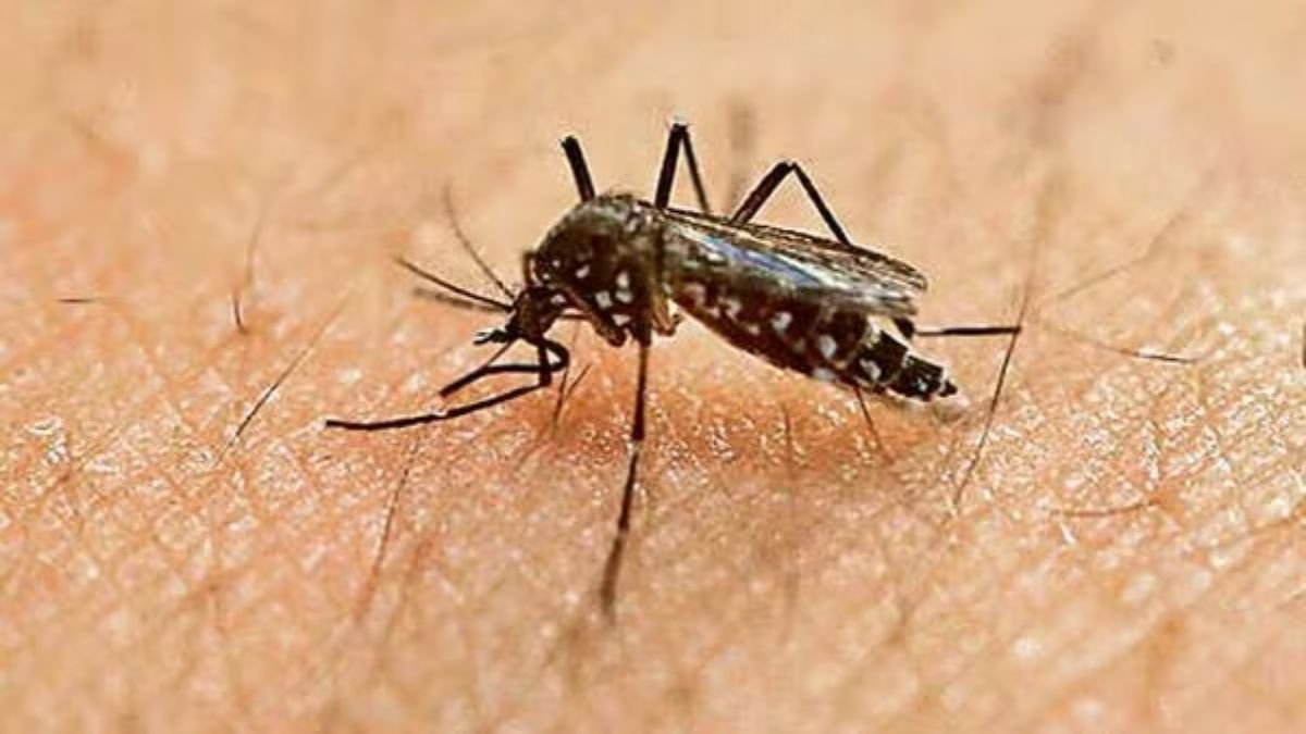 How different are the mosquito-borne diseases on the rise in the US? – Firstpost