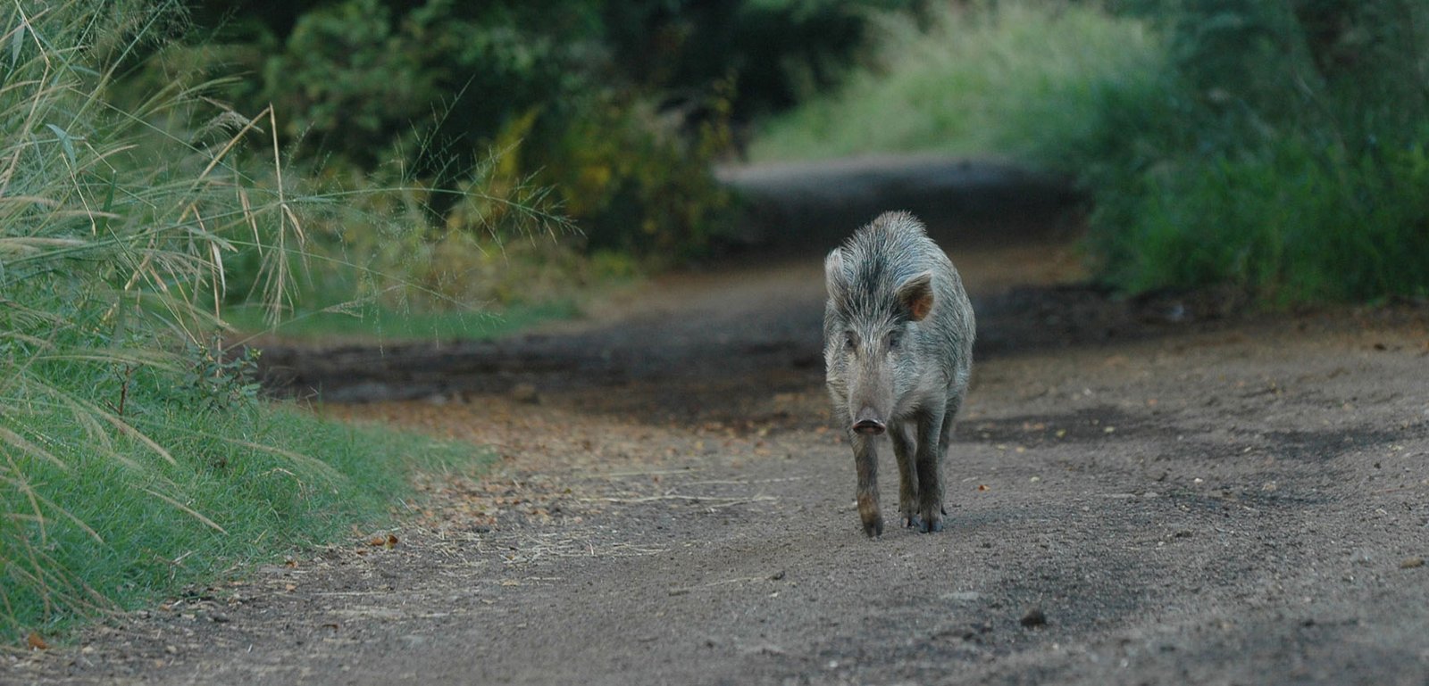 Islands of the Feral Pigs