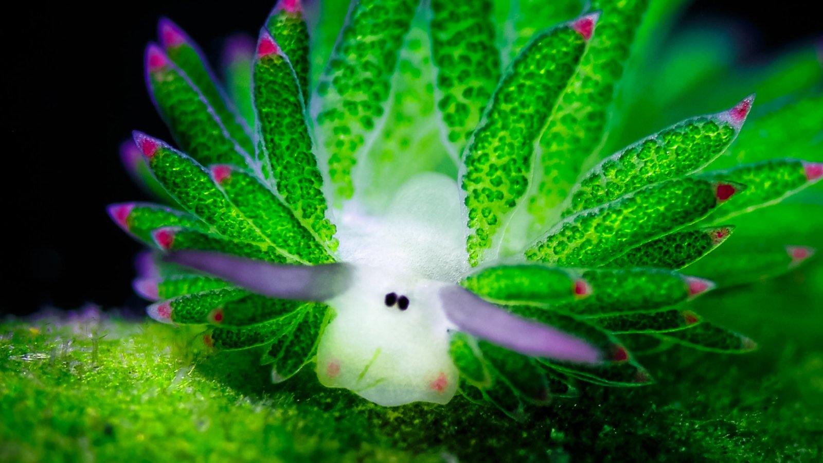 Leaf sheep: The adorable solar-powered sea slug that looks like Shaun the Sheep