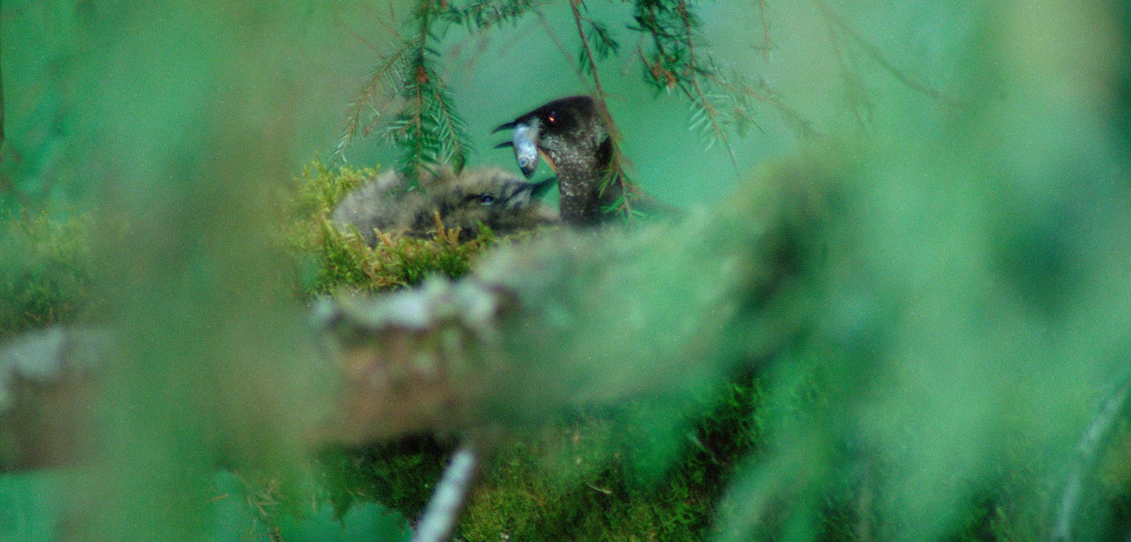 Listening In on the Mysterious Marbled Murrelet