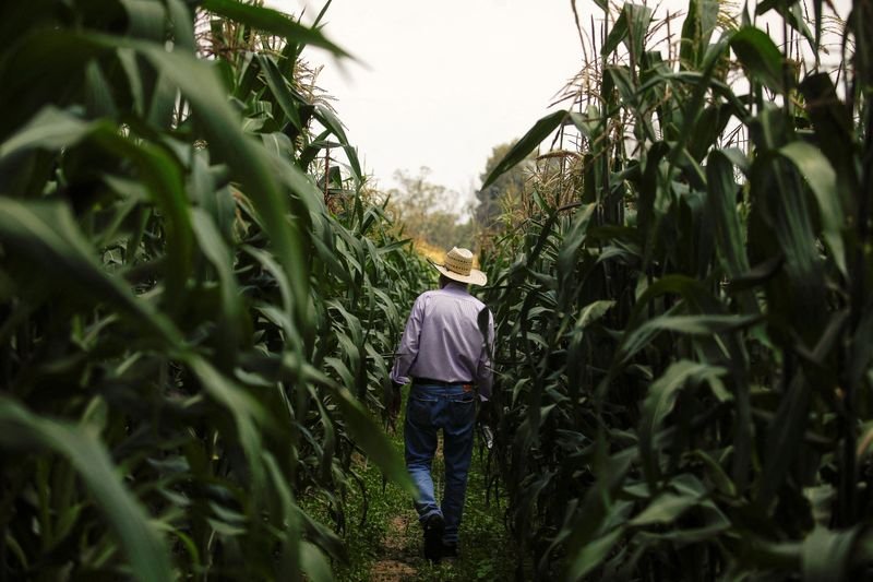 Mexican president confident Congress will ban planting GM corn in 2025 By Reuters