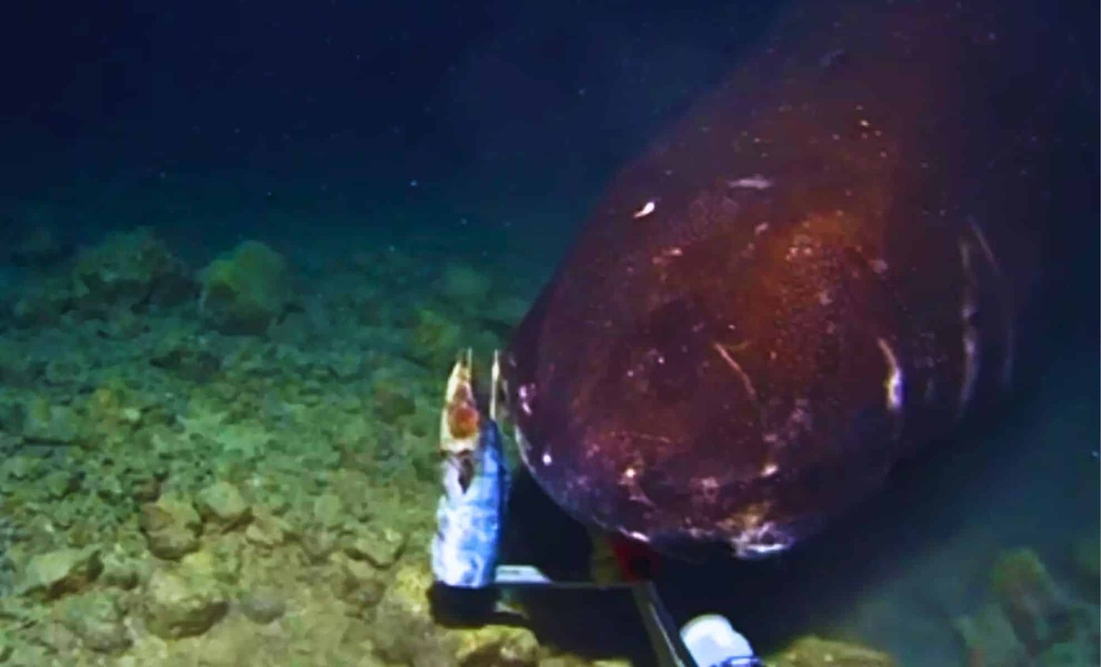 Scientists Capture a Terrifying Deep-Sea Creature by Dropping a Camera into the Dark Abyss of the Ocean