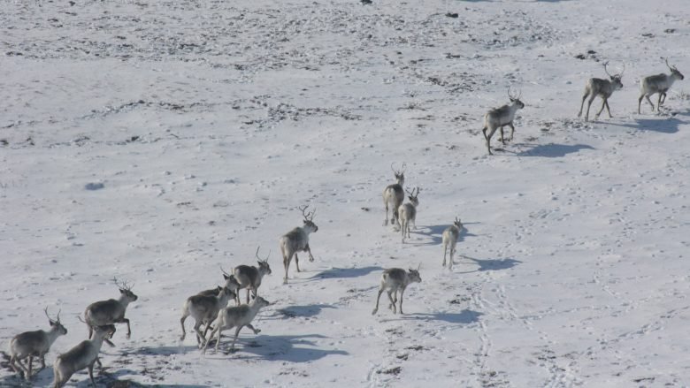 Snowmelt Sends Caribou Packing Eos