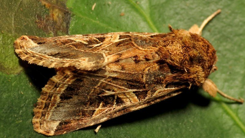 The screams of thirsty plants may prompt some moths to