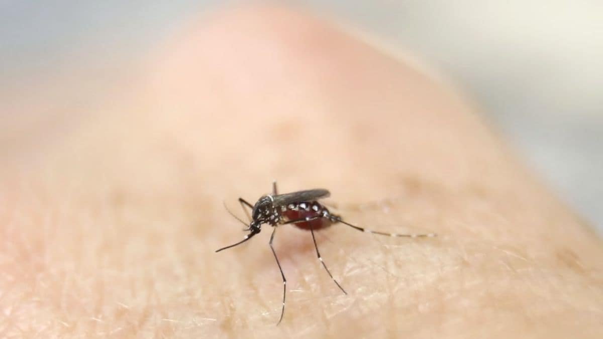 What is EEE, the deadly mosquito-borne virus that is raging in the US? – Firstpost