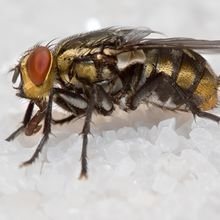 A Sweeter Living Space Promoted Bacterial Survival in Flies