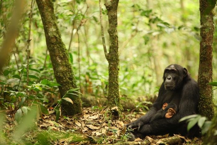 Chimps Use Both Genetics and Behavior to Adapt to Different