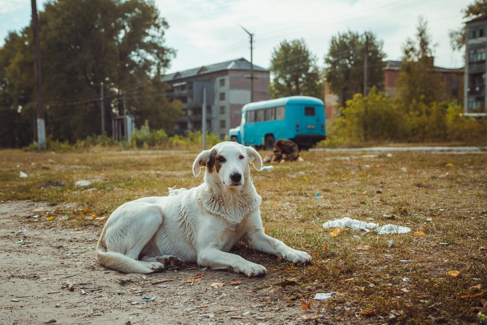 Chornobyl Dogs Have Genetic Differences but Not From Disaster Mutations