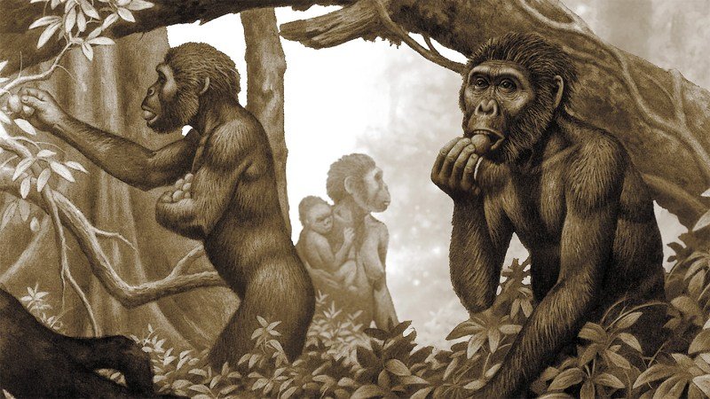 Early human ancestors didnt regularly eat meat