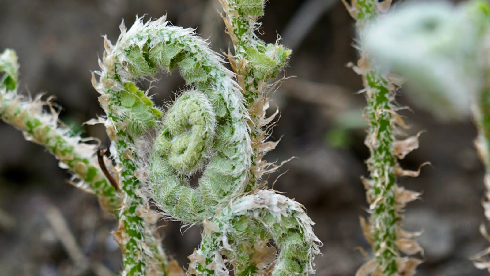 Ferns can evolve backward scientists discover