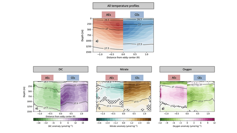 How Southern Ocean Currents Modulate Global Biogeochemical Cycles