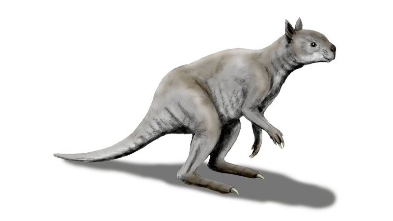 Humans, not climate change, may have wiped out Australia’s giant kangaroos