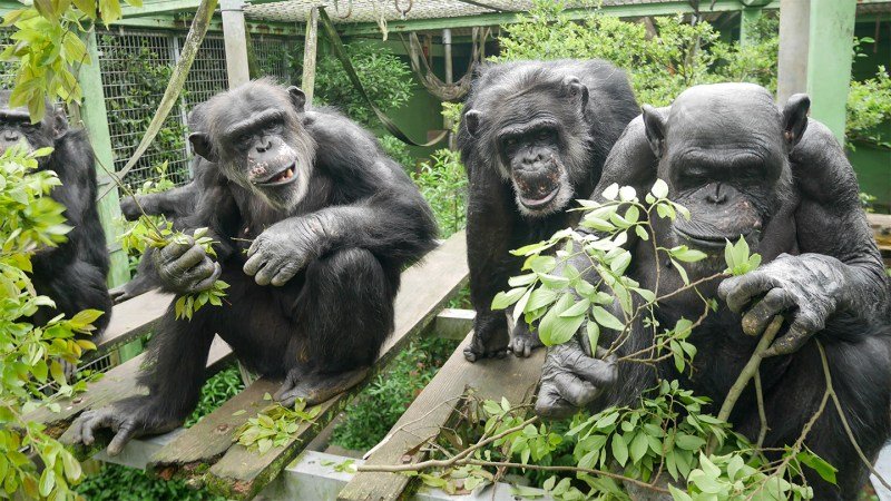 In chimpanzees peeing is contagious