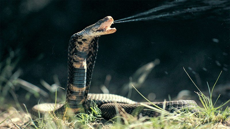 Lethal snake venom may be countered by new AI-designed proteins 