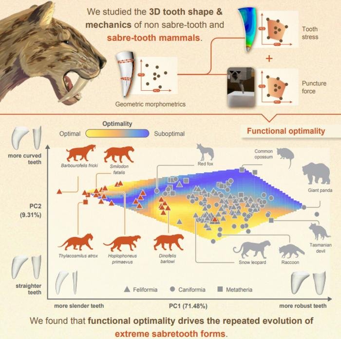 Saber Toothed Biting Analysis Shows Evolution Across Carnivorous Mammals