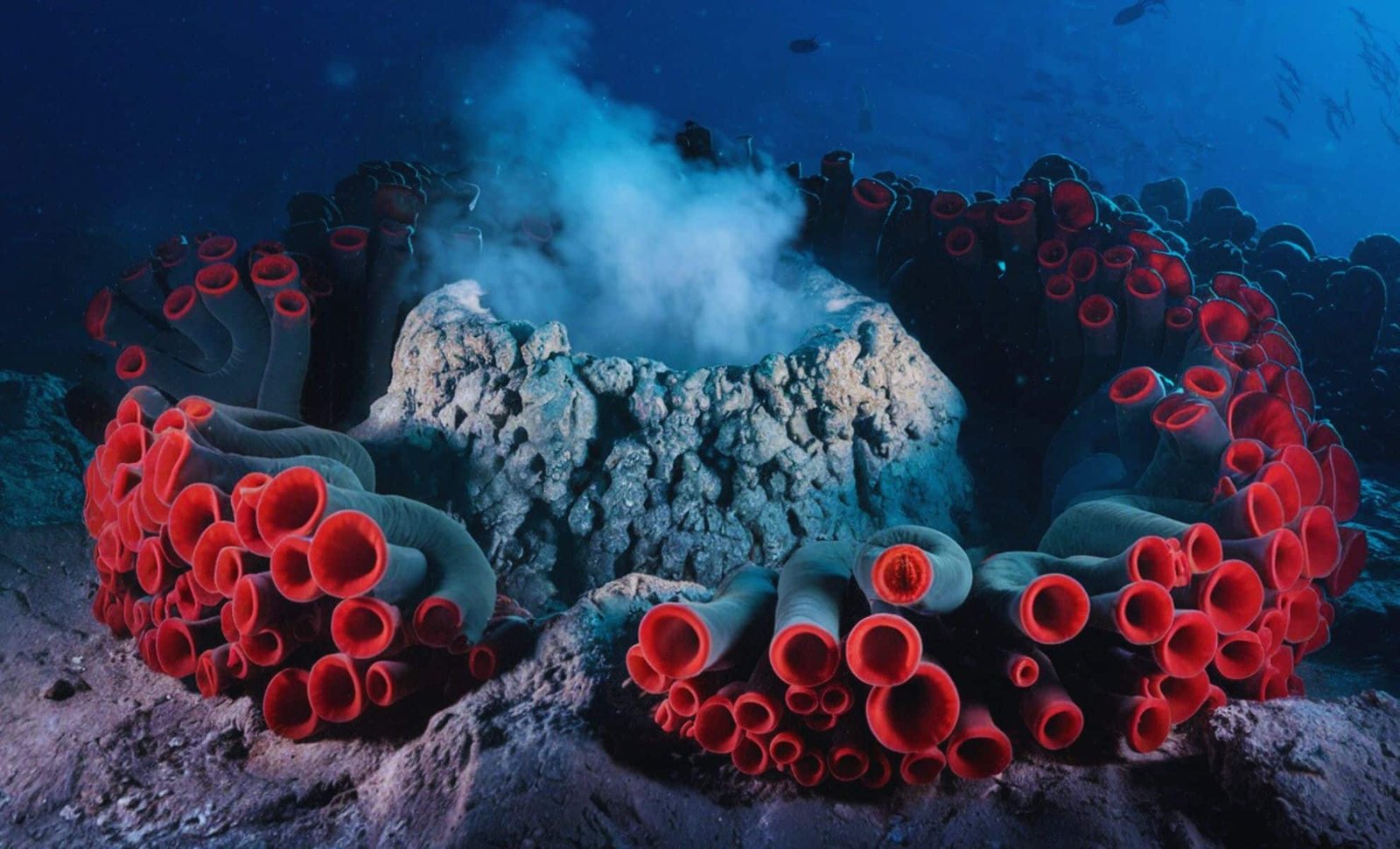 Scientists Stunned by Giant Ocean Worms Living in Volcanic Cracks—A