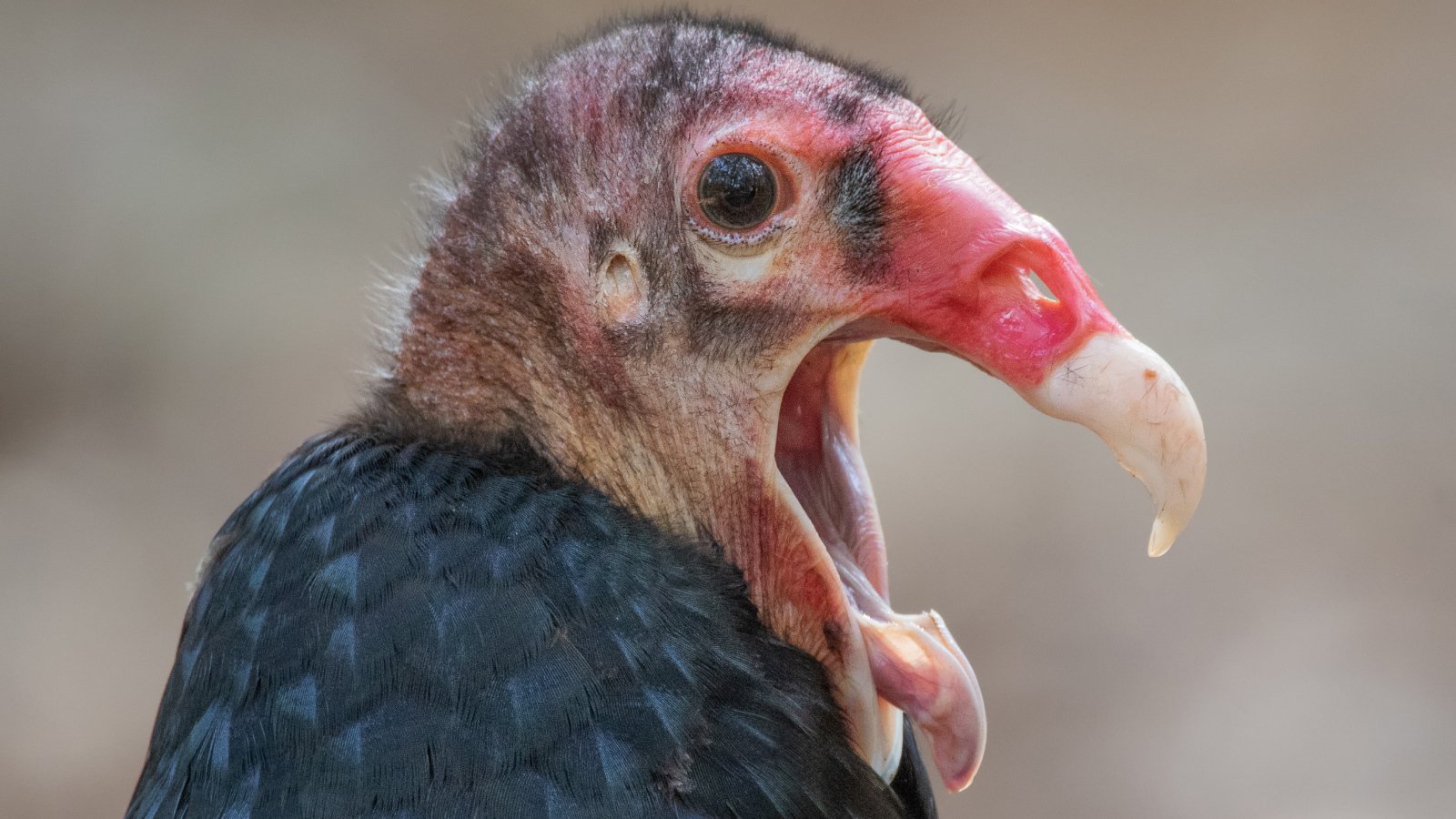 Turkey vulture The bird that vomits acid up to 10