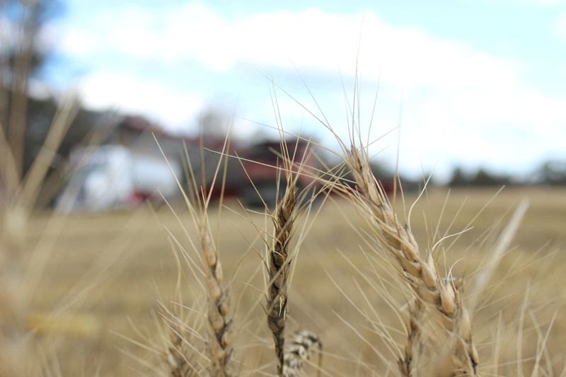 China has delayed or redirected 600000 tons of wheat imports