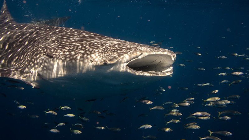 Migrating whale sharks make pit stops at oil and gas