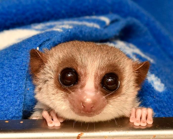 Dwarf Lemurs Combat Aging During Hibernation by Reversing Their Cellular