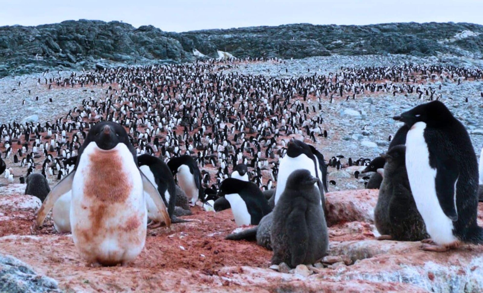 Scientists Uncover a 6,000-Year-Old Climate Time Capsule Hidden in Adélie penguins “Poop”