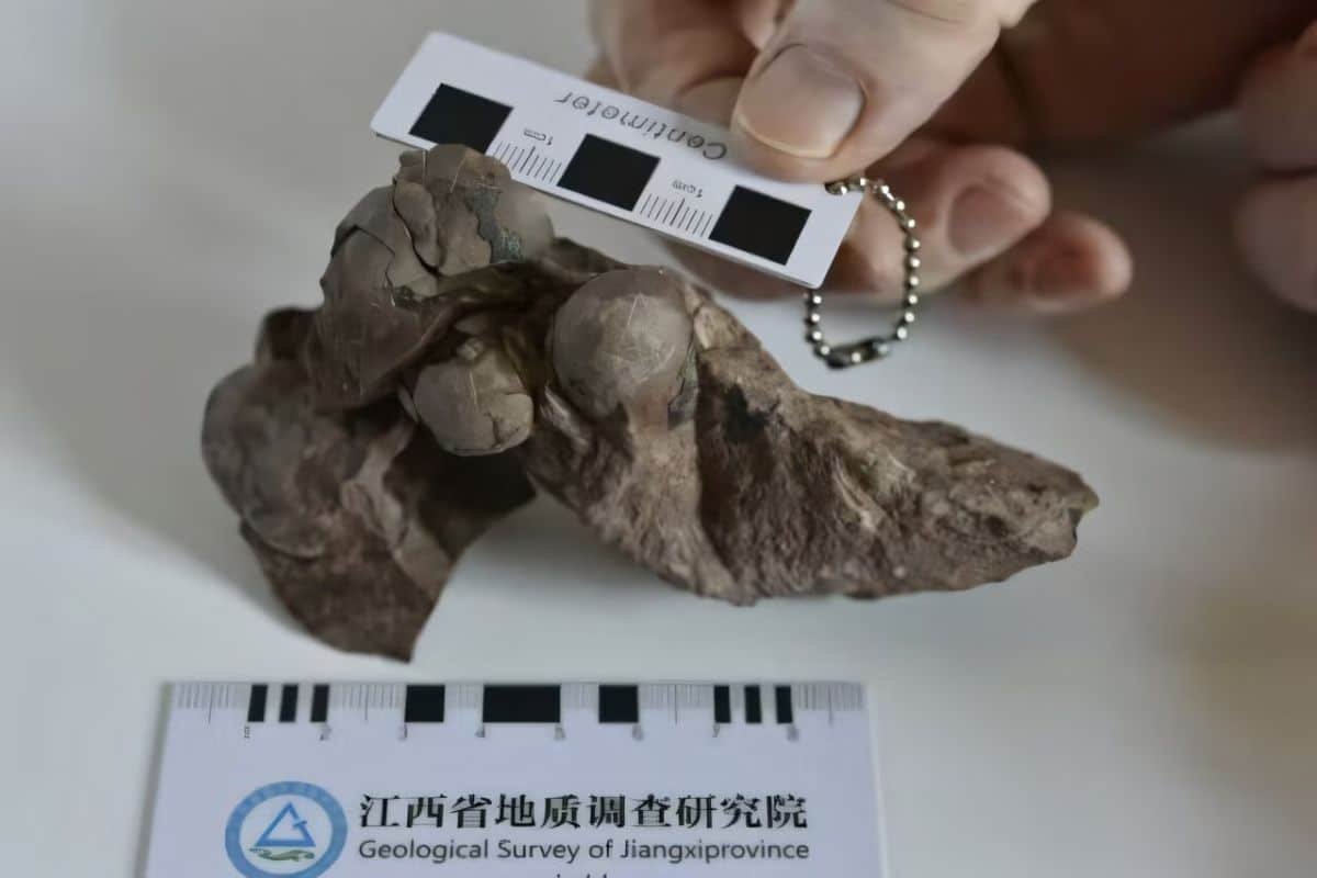 This 80-Million-Year-Old Dinosaur Egg Is So Small!