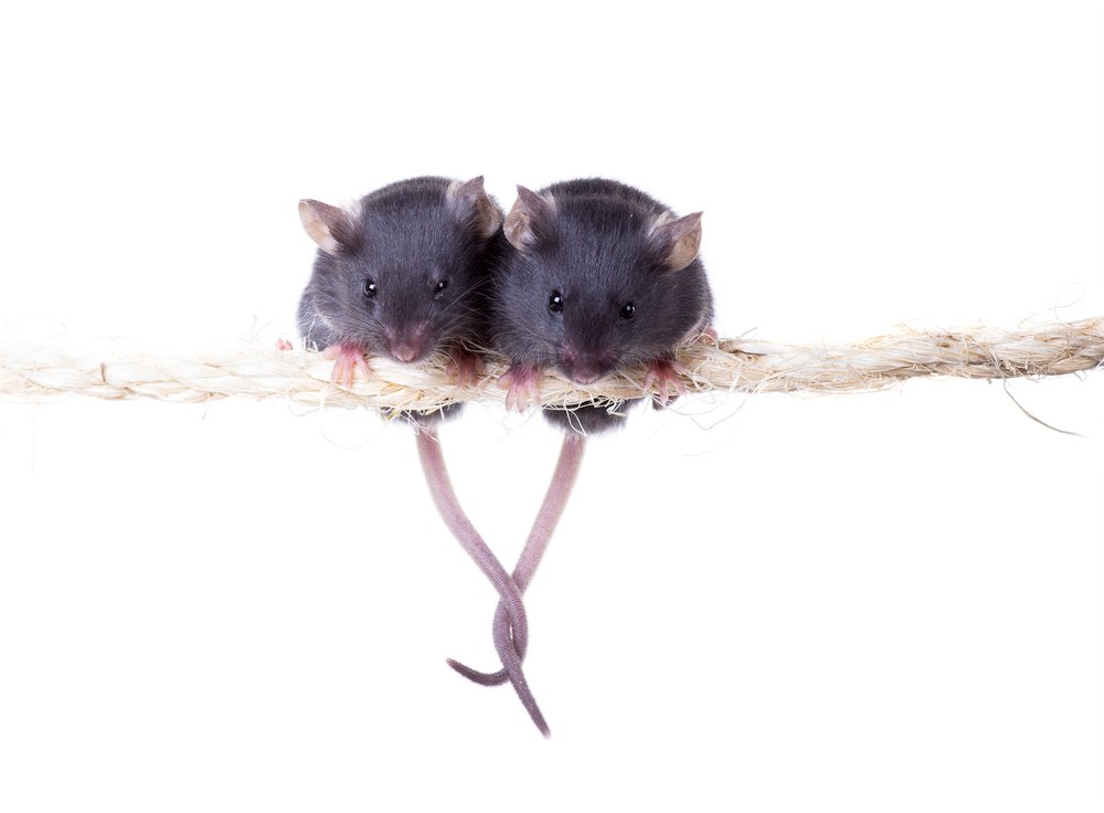 Watch as These Mice Perform First Aid on Each Other